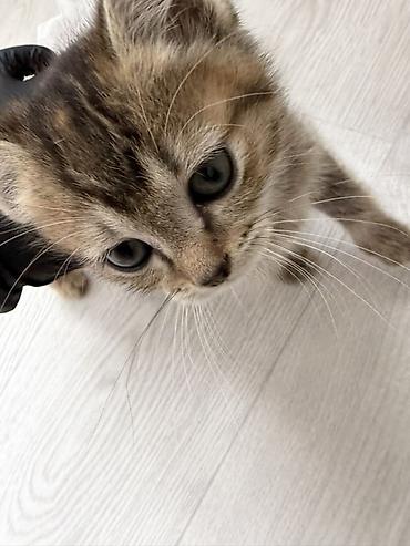 Продажа кошек: Котёнок, полосатый табби.
Отдам в хорошие руки — 2