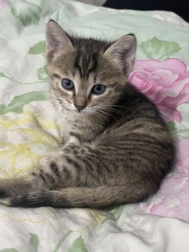 отдам в добрые руки котенка: Кошка даром: Беспородная, 1 месяц, Девочка
