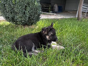 Продажа собак: 🐕 Продаются щенки восточноевропейской овчарки! Красивые, здоровые и — 5