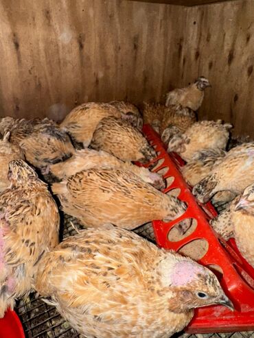 как бросить курить: Продам самцов перепелки! Петушки возрастом 2 месяца! Можно на мясо!