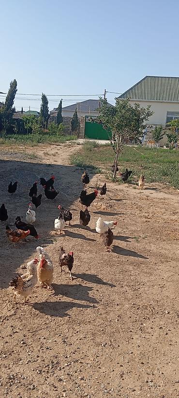 kirpi satisi: Toyuq, Australorp, Ətlik, Ünvandan götürmə — 2