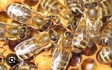 Другие животные: Продам сублиматор щавелевой кислоты для обработки пчёл от клеща Ворроа — 6