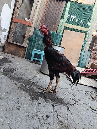 бойцовский куры: Продаю | Цыплята | Бойцовая | Для разведения — 1