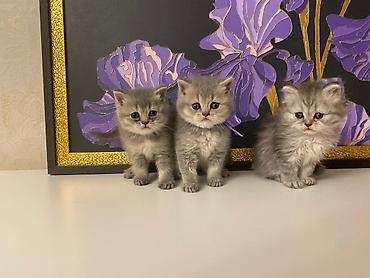 Pişiklər: Yaxşı əllərə — 7