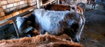 Dana, buzov: Salam.5 bas conge 1bas duye satılır.heyanlar tam sağlam esil kokeltme — 5