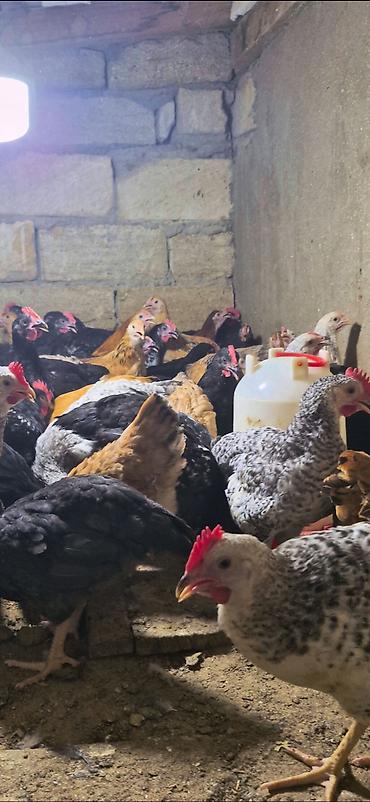 brama toyuqları: Salam Aleykum Tam Saglam 3 Ayliq Damazliq Çolpalarimiz Butun Vaksin — 2