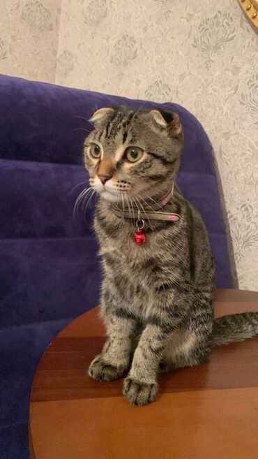 передержка кошек в баку: Şotland yastı qulaq, Dişi, Yaxşı əllərə, Ünvandan götürmə