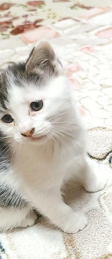 игрушки для кошки: Котята, помёт из 5 малышей домашнего выращивания. - Окрас: несколько — 4