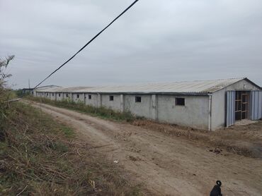 Sex, zavod və fabriklər: Ferma/təsərrüfat kompleksi - Uzunluğu boyunca tikilmiş, beton divarlı — 2