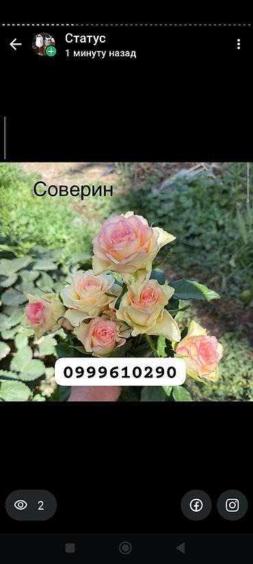 Rose saplings: Саженцы роз в контейнерах - Ассортимент садовых роз (разные сорта и — 19
