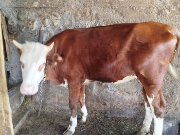 корм для быков: Продаю | Корова (самка), Тёлка | Алатауская | Для разведения, Для молока