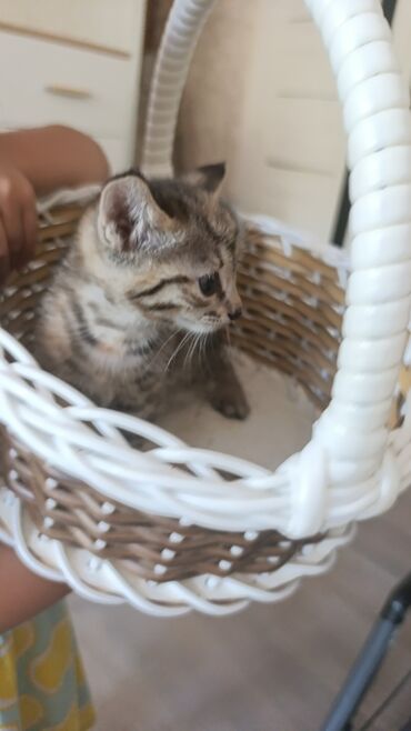 сиамская кошка котята: 2 месяца, Девочка, Метис