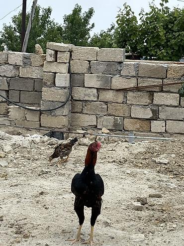 heyratılar: Heyratı xoruz tam sağlamdır ideal formadadır — 2