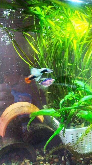 Balıqlar: Quppi, Sülhsevər — 6