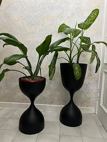 Монстеры: Монстера вариегатная (Monstera deliciosa variegata) — комнатное — 34