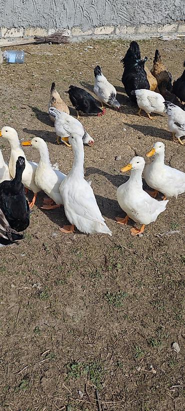 Ağ pekin ördekleri. Cavan heyvanlardi. Cütleşmeye başlayıblar. 3-4