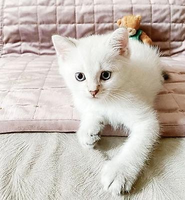 bala pişik ucuz: Şinşilla, Erkək, Dişi, Pulsuz çatdırılma — 1
