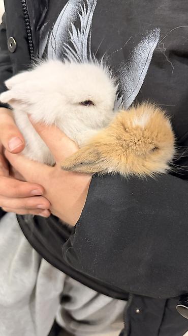 белый кролик: 🐰 Декоративные крольчата породы «Львиная голова» 🐰 Милота, в которую — 9