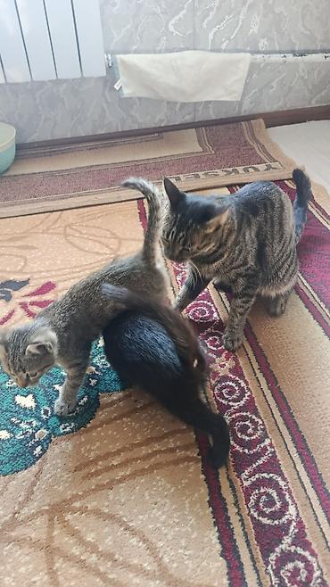 вязка кот: Котята от домашней кошки - Помёт из двух котят: один полностью — 2