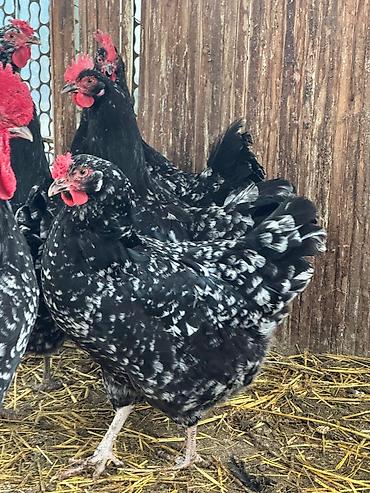 Куры, петухи: Продаю | Цыплята | Для разведения — 9