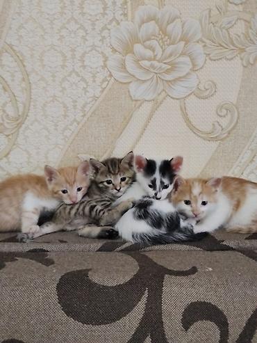 бесплатный кошки: Кошка даром: Беспородная, 2 месяца, Мальчик — 1
