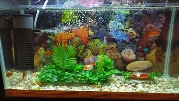 Akvariumlar: Akvarium balıqları aksesuarlar yem tor işıq — 5