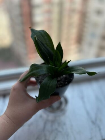 Уличные растения: Sanseveria (qilinc gulu)