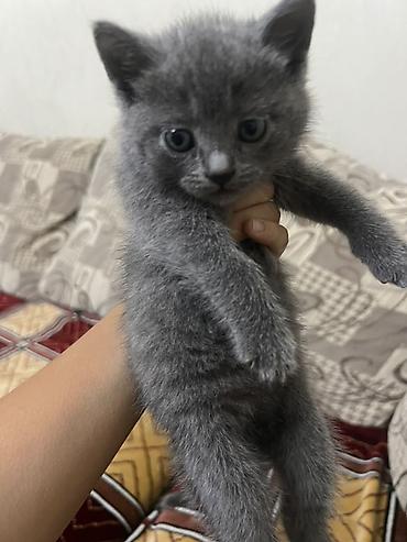 кошки манчкины: Котята, домашний помет. - Окрас: белый с отметиной на голове — 2