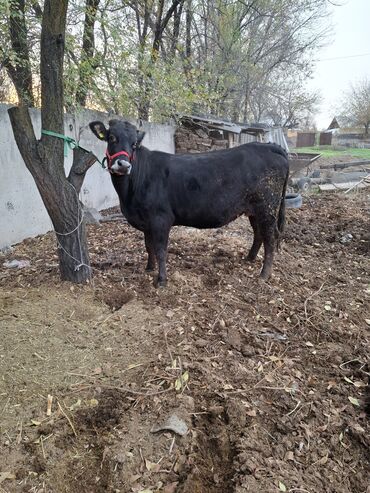 объявления о найденных животных: Продаю | Корова (самка) | Для молока | Стельные