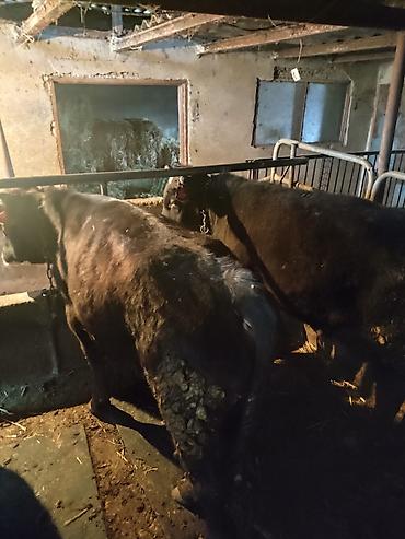 Коровы, быки: Продаю | Бык (самец) | На откорм | Привязанные — 4