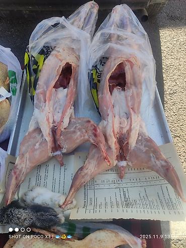 рыбо: КРОЛЬЧАТИНА КРОЛЯТИНА МЯСО КРОЛИКА Кролики-Тушки Кролятина в НАЛИЧИИ — 2