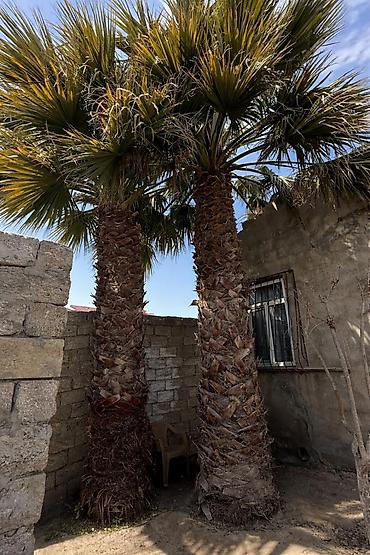 Деревья: Məhsul: palma ağacları (2 ədəd) birinin gövdəsi 4 mdigərinin gövdəsi — 1