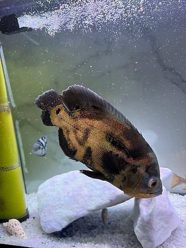Рыбы: Срочно продам или меняю на другие рыбки большого Астронотус тигровый — 1