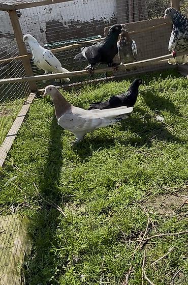 Göyərçinlər: Göyerçinler satılır — 2