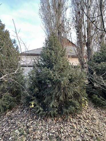 Декоративные деревья: Саженцы деревьев: Ели — 7