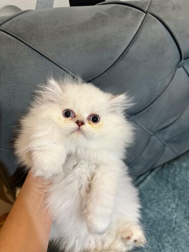 Pişiklər: Şotland yastı qulaq, Erkək, Dişi, Yaxşı əllərə, Ünvandan götürmə, Pulsuz çatdırılma, Ödənişli çatdırılma — 156