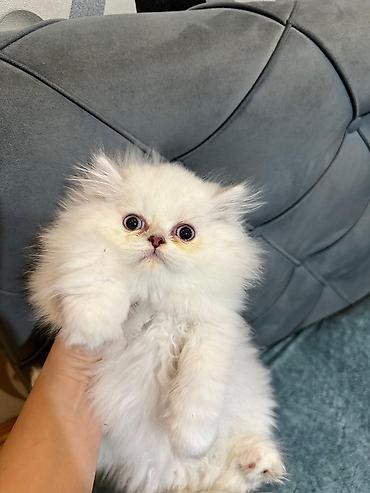 Pişiklər: Şotland yastı qulaq, Erkək, Dişi, Yaxşı əllərə, Ödənişli çatdırılma, Pulsuz çatdırılma, Ünvandan götürmə — 7