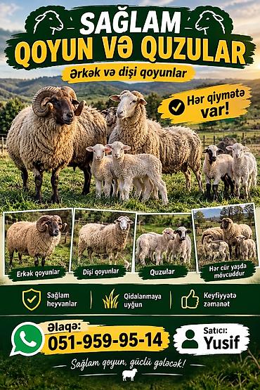 yulaf satışı: Erkək, Qala, il: 1, 45 kq, Damazlıq, Ünvandan götürmə — 1