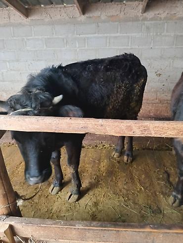 Коровы, быки: Продаю | Бык (самец) — 1