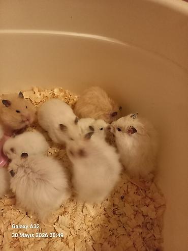 sabuncu toyuq bazari: Hamster satılır ünvan merdekan şüvəlan vatsap nomresi 0515913288 — 1