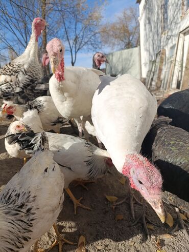 домик для кошки многоуровневый: Продаю индюки 25штук at lalafo.kg домик для кошки многоуровневый: Продаю индюки 25штук