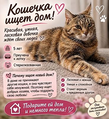 котята токмак: 5 лет, Девочка — 1