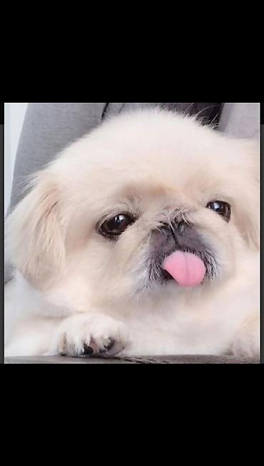 xaski sekileri: Pekines, 5 ay, Erkək, Peyvəndli, Ünvandan götürmə — 1