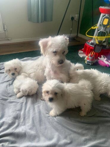 974 ads for count | lalafo.gr: Maltese puppies available Two Lovely Maltese puppies available. 12
