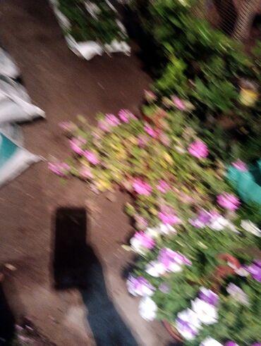 Şitillər: Qazon landşaft #qazon #torf #torf250litrlik Ekolayf #ekolayf balaken — 28