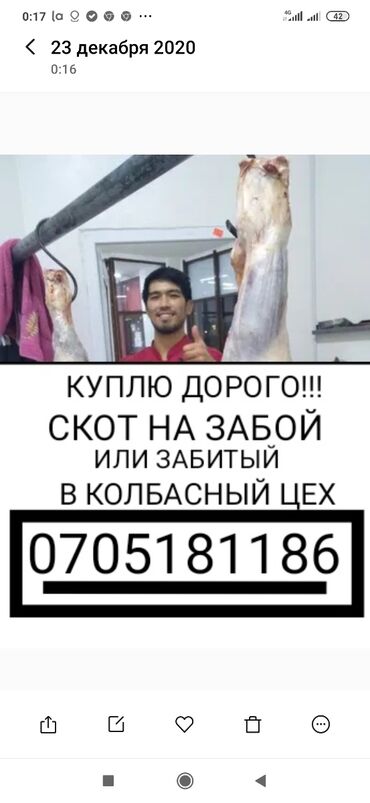 Куплю скот в колбасный цех и другие мясные цеха, в любой упитанности