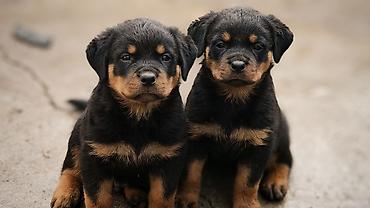 it elanlari: Rotveyler, Peyvəndli — 7