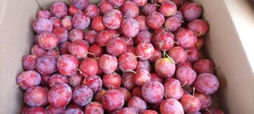 Другие фрукты: Китайская слива (алыча)
оптом 70 сом за килограмм
сбор урожая 25 июня