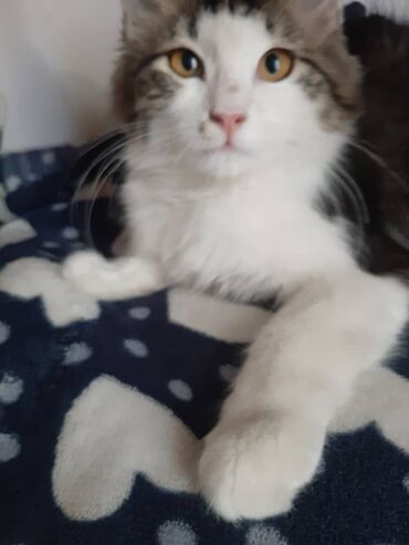 Отдам даром кошку: 2 месяца, Девочка — 9