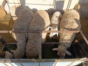 Бараны, овцы: Продаю | Овца (самка) | Меринос | На забой